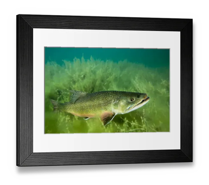 Framed Print : Lake Trout Portrait, Emerald Lake, Montana
