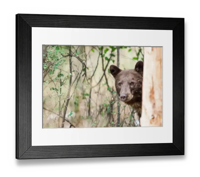 Framed Print : Juvenille Black Bear Portrait, Missoula, Montana Framed Print : Juvenille Black Bear Portrait, Missoula, Montana