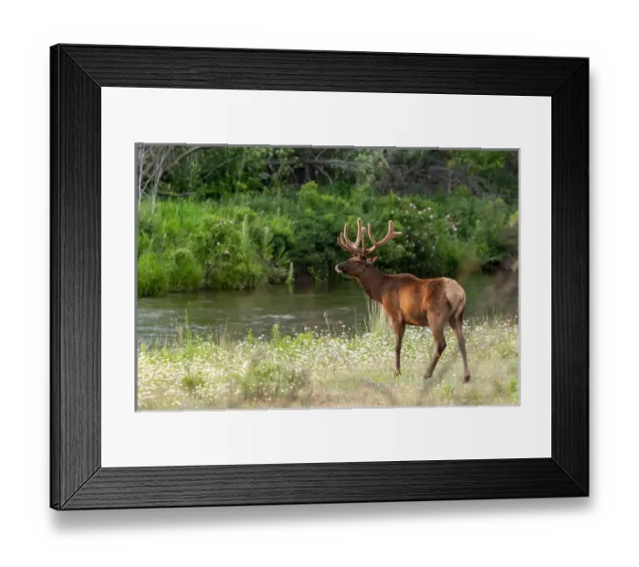 Framed Print : Bull Elk in the National Bison Range, Montana