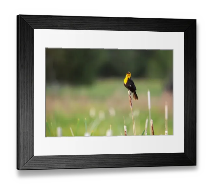 Framed Print : Yellow Headed Blackbird in the national bison range, montana