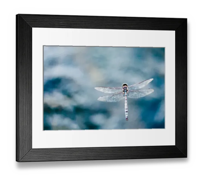 Framed Print : Dragonfly Hovering over blue water