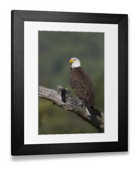 Framed Print : Bald Eagle Framed Print : Bald Eagle