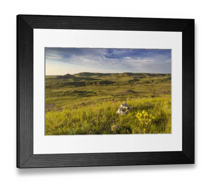 Framed Print : Skull and wildflowers in the Bitter Creek Wilderness Study Area near Hinsdale, Montana