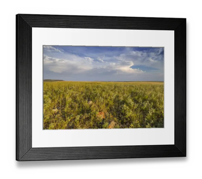 Framed Print : Shortgrass praire at the Bitter Creek Wilderness Study Area near Hinsdale, Montana, USA Framed Print : Shortgrass praire at the Bitter Creek Wilderness Study Area near Hinsdale, Montana, USA