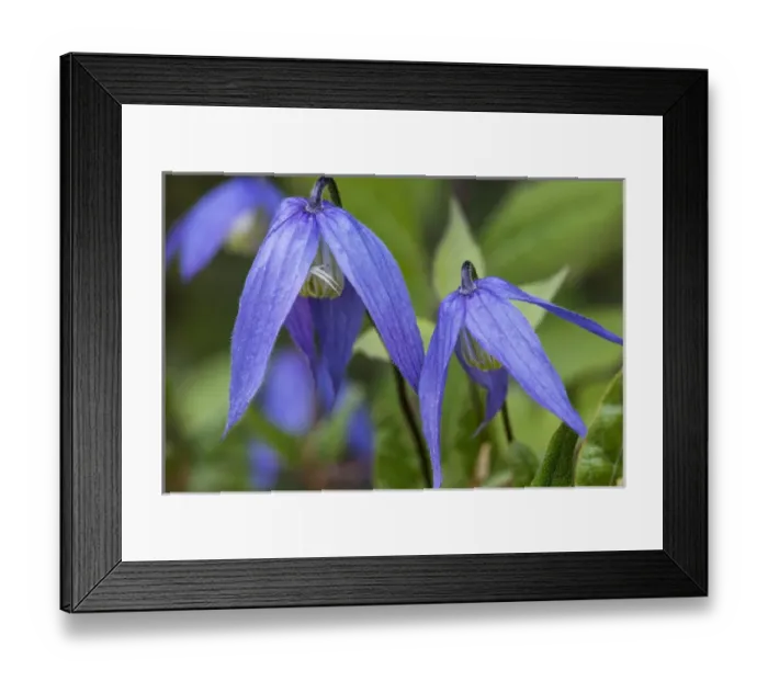 Framed Print : Blue clematis flowering in spring in Bigfork, Montana, USA Framed Print : Blue clematis flowering in spring in Bigfork, Montana, USA