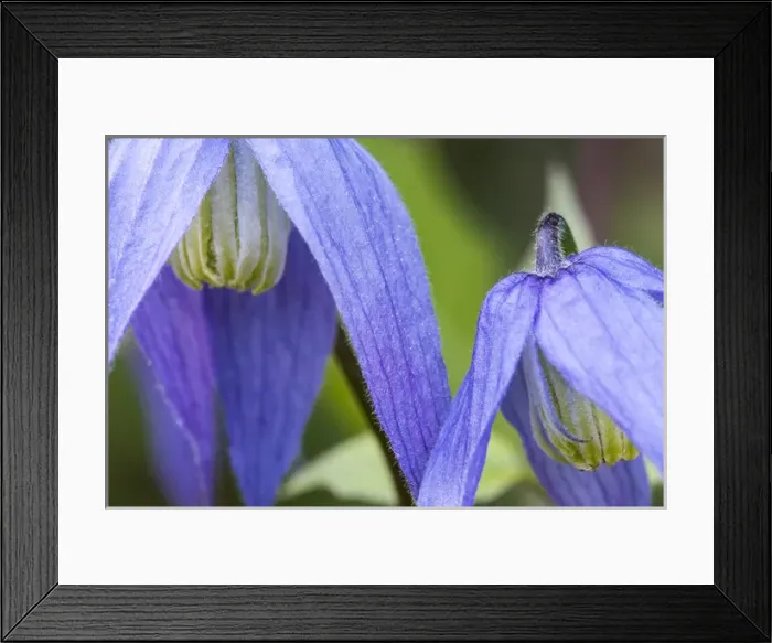 Framed Print : Blue clematis flowering in spring in Bigfork, Montana, USA Framed Print : Blue clematis flowering in spring in Bigfork, Montana, USA