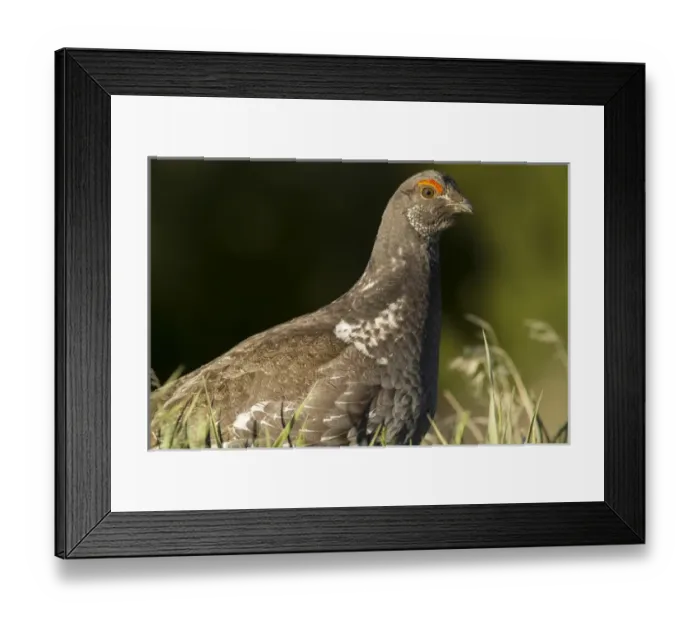 Framed Print : Male blue grouse at the National Bison Range near Moiese, Montana, USA