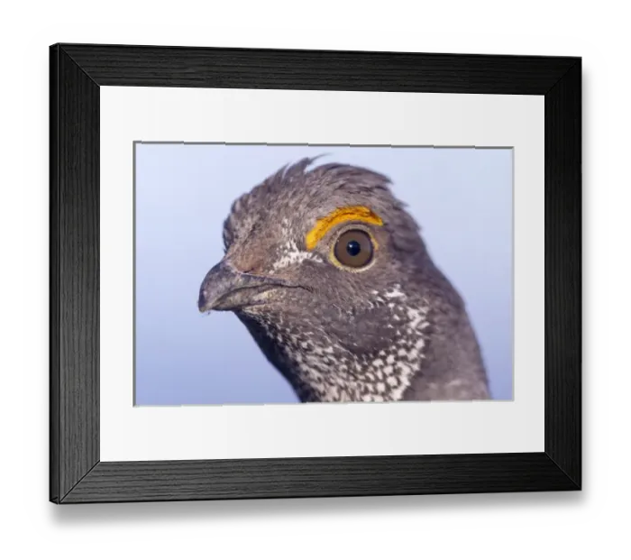 Framed Print : Male blue grouse at the National Bison Range near Moiese, Montana, USA Framed Print : Male blue grouse at the National Bison Range near Moiese, Montana, USA