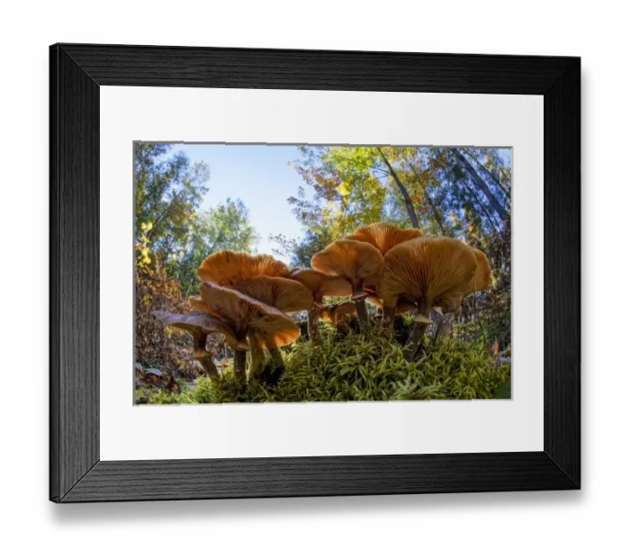 Framed Print : Low wide angle view of mushrooms on forest floor, Upper Peninsula of Michigan, Hiawatha Framed Print : Low wide angle view of mushrooms on forest floor, Upper Peninsula of Michigan, Hiawatha