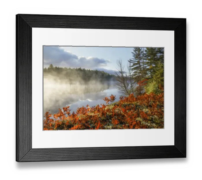 Framed Print : Ferns on shoreline of Tahquamenon River at sunrise, near Paradise, Michigan, Upper Framed Print : Ferns on shoreline of Tahquamenon River at sunrise, near Paradise, Michigan, Upper