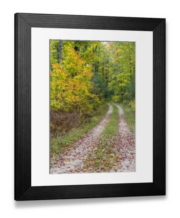 Framed Print : Michigan, Hiawatha National Forest, road with trees in fall color Framed Print : Michigan, Hiawatha National Forest, road with trees in fall color