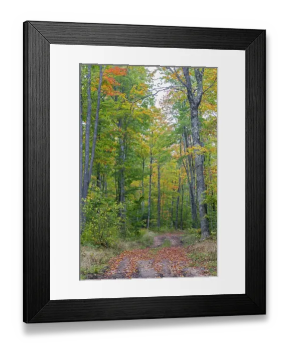 Framed Print : Michigan, Pictured Rocks National Lakeshore, road through forest Framed Print : Michigan, Pictured Rocks National Lakeshore, road through forest