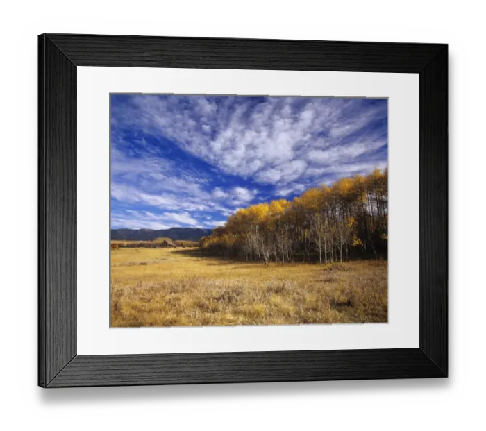 Framed Print : Autumn aspens and old barn on ranchland with Big Snowy Mountains near Judith Gap Framed Print : Autumn aspens and old barn on ranchland with Big Snowy Mountains near Judith Gap