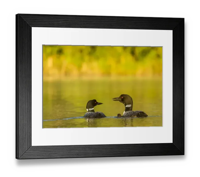 Framed Print : Breeding pair of common loons with newborn chick on Beaver Lake near Whitefish, Montana Framed Print : Breeding pair of common loons with newborn chick on Beaver Lake near Whitefish, Montana