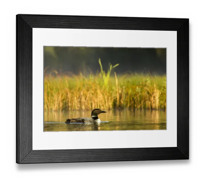 Framed Print : Female common loon with newborn chick on Beaver Lake near Whitefish, Montana, USA Framed Print : Female common loon with newborn chick on Beaver Lake near Whitefish, Montana, USA