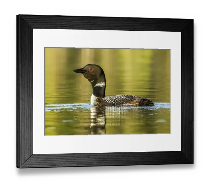 Framed Print : Female common loon with newborn chick on Beaver Lake near Whitefish, Montana, USA Framed Print : Female common loon with newborn chick on Beaver Lake near Whitefish, Montana, USA