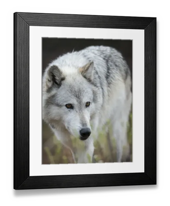 Framed Print : Gray  /  Grey Wolf, Canis lupus, West Yellowstone, Montana, controlled, (MR)