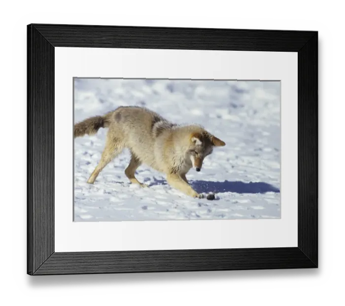 Framed Print : Coyote (Canis latrans) in winter playing with mouse, MT (Captive Animal) Framed Print : Coyote (Canis latrans) in winter playing with mouse, MT (Captive Animal)