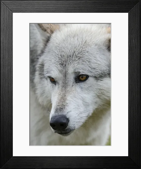 Framed Print : Gray  /  Grey Wolf, Canis lupus, West Yellowstone, Montana, controlled, (MR)