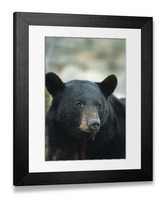 Framed Print : Black Bear (Ursus americanus), MT (Captive Animal) Framed Print : Black Bear (Ursus americanus), MT (Captive Animal)