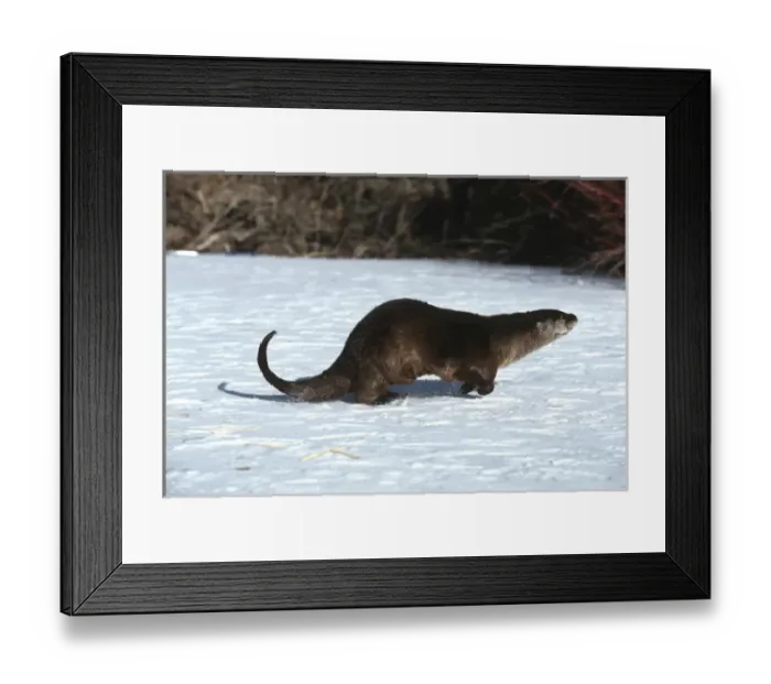 Framed Print : River Otter (Lutra canadensis) running near stream, MT Framed Print : River Otter (Lutra canadensis) running near stream, MT