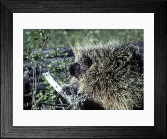Framed Print : Porcupine (Erethizon dorsatum) MT Framed Print : Porcupine (Erethizon dorsatum) MT