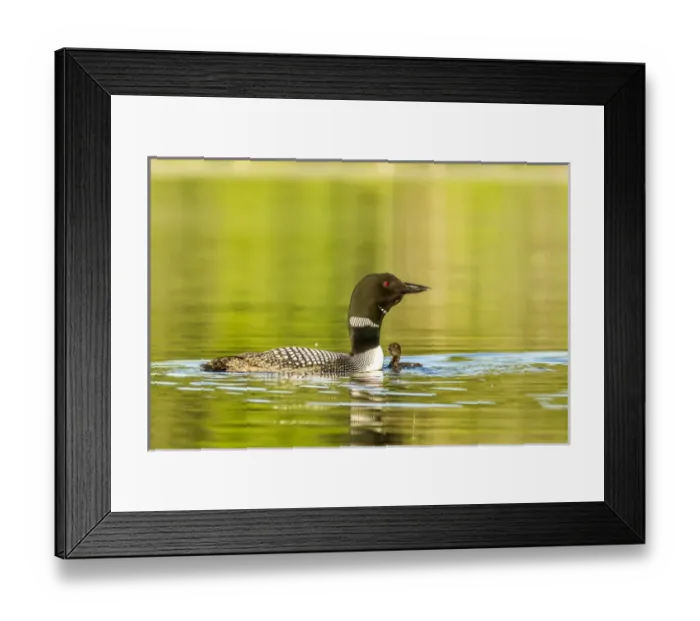 Framed Print : Female common loon with newborn chick on Beaver Lake near Whitefish, Montana, USA Framed Print : Female common loon with newborn chick on Beaver Lake near Whitefish, Montana, USA