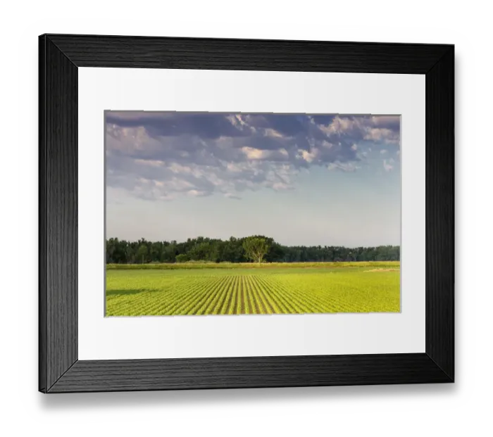 Framed Print : Corn grows along the Milk river Valley near Gl; asgow, Montana, USA Framed Print : Corn grows along the Milk river Valley near Gl; asgow, Montana, USA
