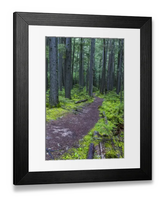 Framed Print : Hiking trail winds through mosyy rainforest in Glacier National Park, Montana, USA Framed Print : Hiking trail winds through mosyy rainforest in Glacier National Park, Montana, USA