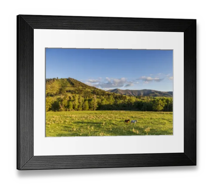 Framed Print : Horses in pasture in the foothills of the Highwood Mountains in Choteau, County, Montana