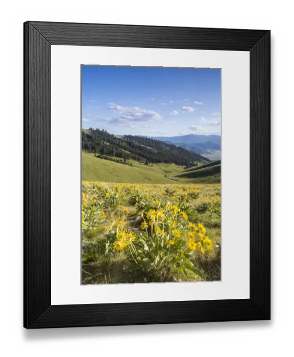 Framed Print : Arrowleaf balsomroot wildflowers in spring at the National Bison Range near Moiese Framed Print : Arrowleaf balsomroot wildflowers in spring at the National Bison Range near Moiese