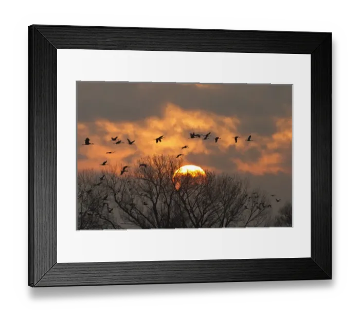 Framed Print : Sandhill cranes (Grus canadensis) flying at dawn, Platte river, Nebraska