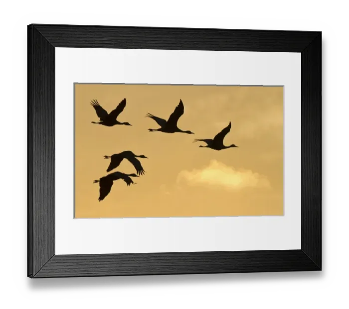 Framed Print : Sandhill cranes (Grus canadensis) flying at dawn, Platte river, Nebraska