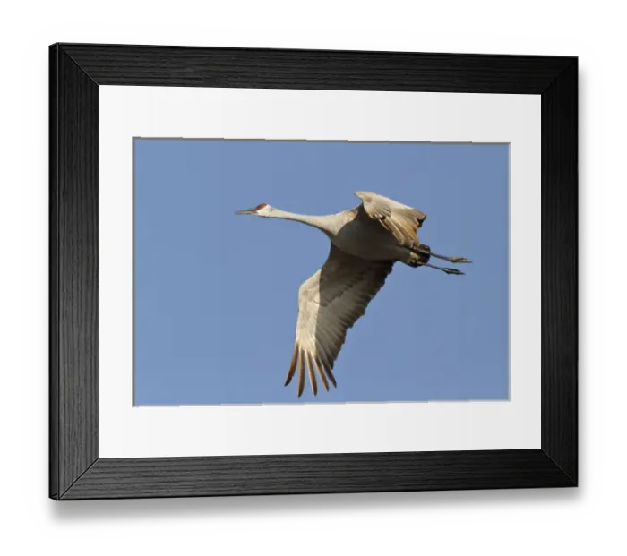 Framed Print : Sandhill crane (Grus canadensis), Platte river, Nebraska Framed Print : Sandhill crane (Grus canadensis), Platte river, Nebraska