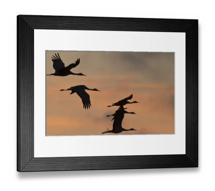 Framed Print : Sandhill cranes (Grus canadensis) flying at dawn, Platte river, Nebraska