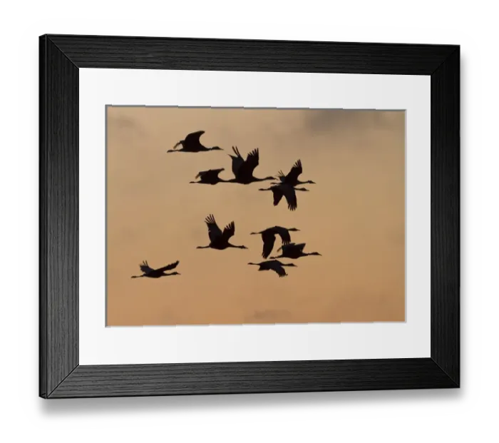 Framed Print : Sandhill cranes (Grus canadensis) flying at dawn, Platte river, Nebraska