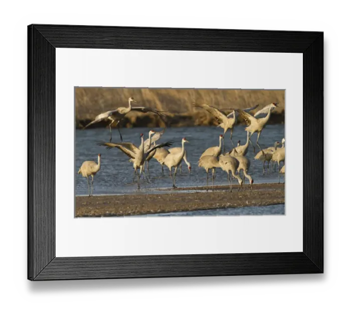 Framed Print : Sandhill cranes (Grus canadensis) flying at dusk, Platte river, Nebraska Framed Print : Sandhill cranes (Grus canadensis) flying at dusk, Platte river, Nebraska