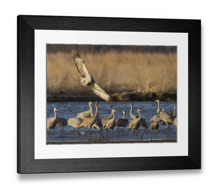 Framed Print : Sandhill cranes (Grus canadensis) flying at dusk, Platte river, Nebraska Framed Print : Sandhill cranes (Grus canadensis) flying at dusk, Platte river, Nebraska
