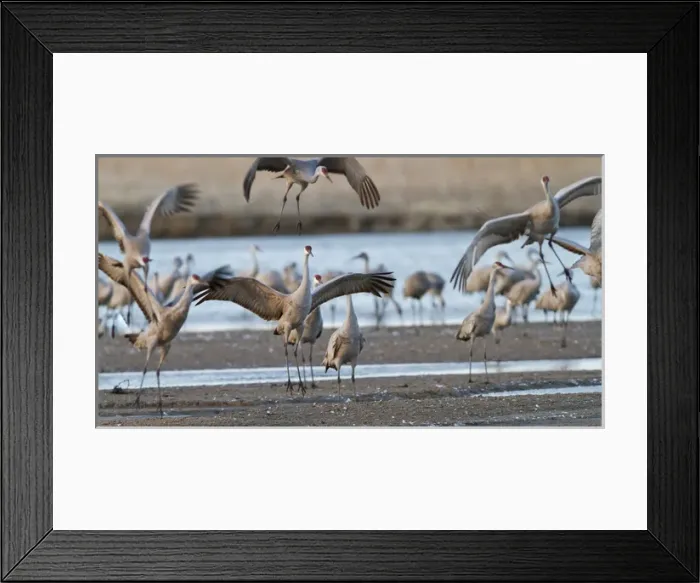 Framed Print : Sandhill cranes (Grus canadensis) flying at dusk, Platte river, Nebraska Framed Print : Sandhill cranes (Grus canadensis) flying at dusk, Platte river, Nebraska