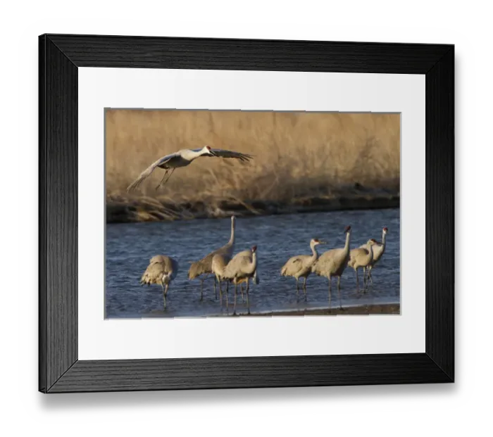 Framed Print : Sandhill cranes (Grus canadensis) flying at dusk, Platte river, Nebraska Framed Print : Sandhill cranes (Grus canadensis) flying at dusk, Platte river, Nebraska