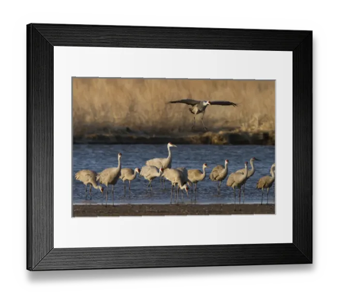 Framed Print : Sandhill cranes (Grus canadensis) flying at dusk, Platte river, Nebraska Framed Print : Sandhill cranes (Grus canadensis) flying at dusk, Platte river, Nebraska