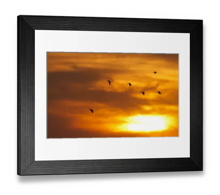 Framed Print : Sandhill cranes (Grus canadensis) flying at dusk, Platte river, Nebraska Framed Print : Sandhill cranes (Grus canadensis) flying at dusk, Platte river, Nebraska