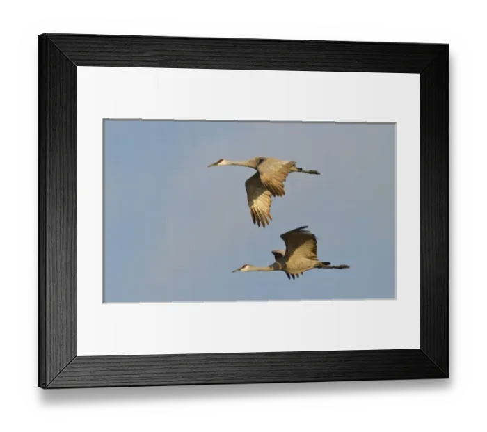 Framed Print : Sandhill cranes (Grus canadensis), Platte river, Nebraska Framed Print : Sandhill cranes (Grus canadensis), Platte river, Nebraska