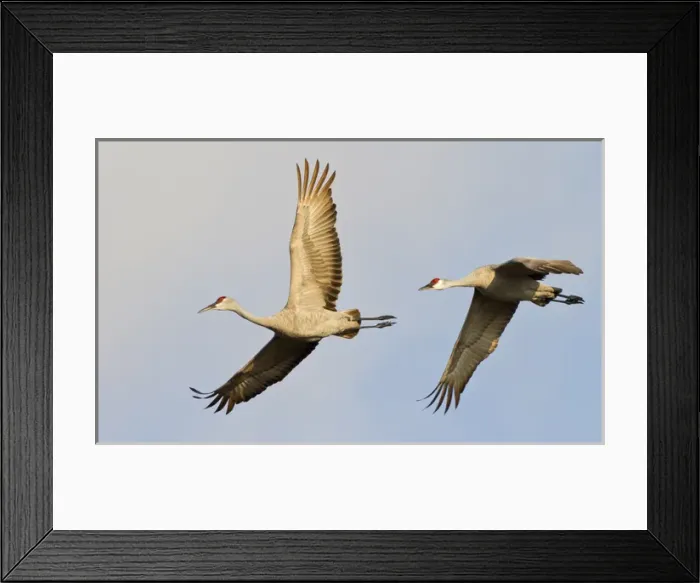 Framed Print : Sandhill cranes (Grus canadensis), Platte river, Nebraska Framed Print : Sandhill cranes (Grus canadensis), Platte river, Nebraska