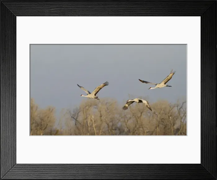 Framed Print : Sandhill cranes (Grus canadensis), Platte river, Nebraska Framed Print : Sandhill cranes (Grus canadensis), Platte river, Nebraska
