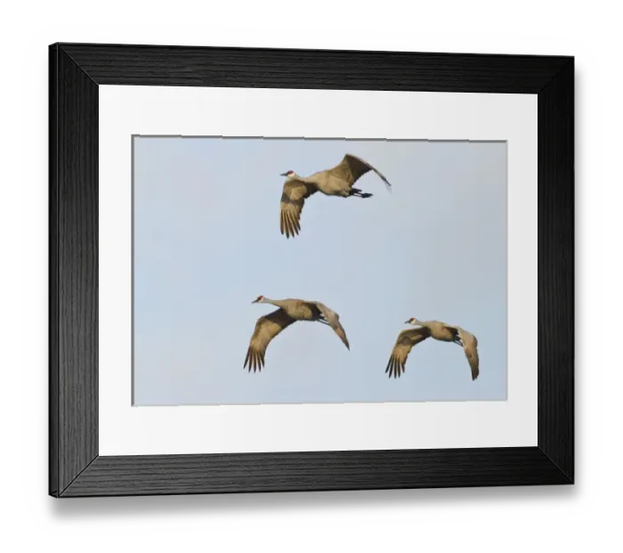 Framed Print : Sandhill cranes (Grus canadensis), Platte river, Nebraska Framed Print : Sandhill cranes (Grus canadensis), Platte river, Nebraska