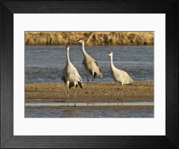 Framed Print : Sandhill cranes (Grus canadensis), Platte river, Nebraska Framed Print : Sandhill cranes (Grus canadensis), Platte river, Nebraska