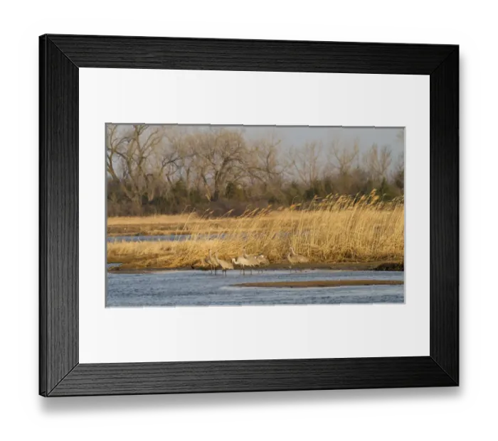 Framed Print : Sandhill cranes (Grus canadensis), Platte river, Nebraska Framed Print : Sandhill cranes (Grus canadensis), Platte river, Nebraska