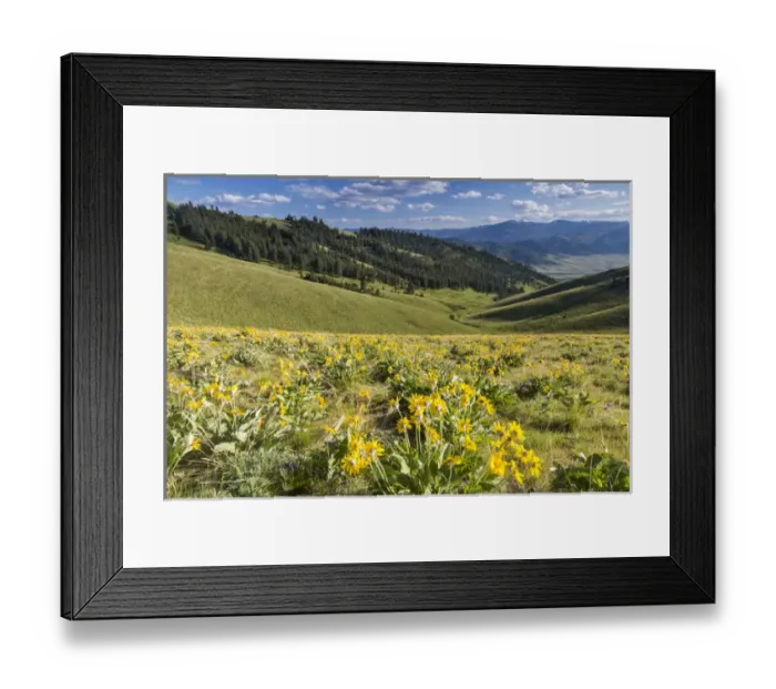 Framed Print : Arrowleaf balsomroot wildflowers in spring at the National Bison Range near Moiese Framed Print : Arrowleaf balsomroot wildflowers in spring at the National Bison Range near Moiese