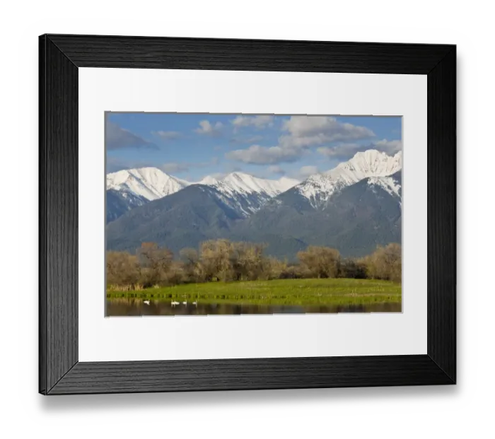 Framed Print : Trumpeter swans in pond with Mission Mountain Range at Ninepipe WMA near Ronan, Montana